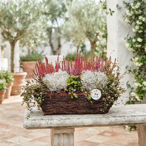 Salim Oval Plant Arrangement – 44cm Pot