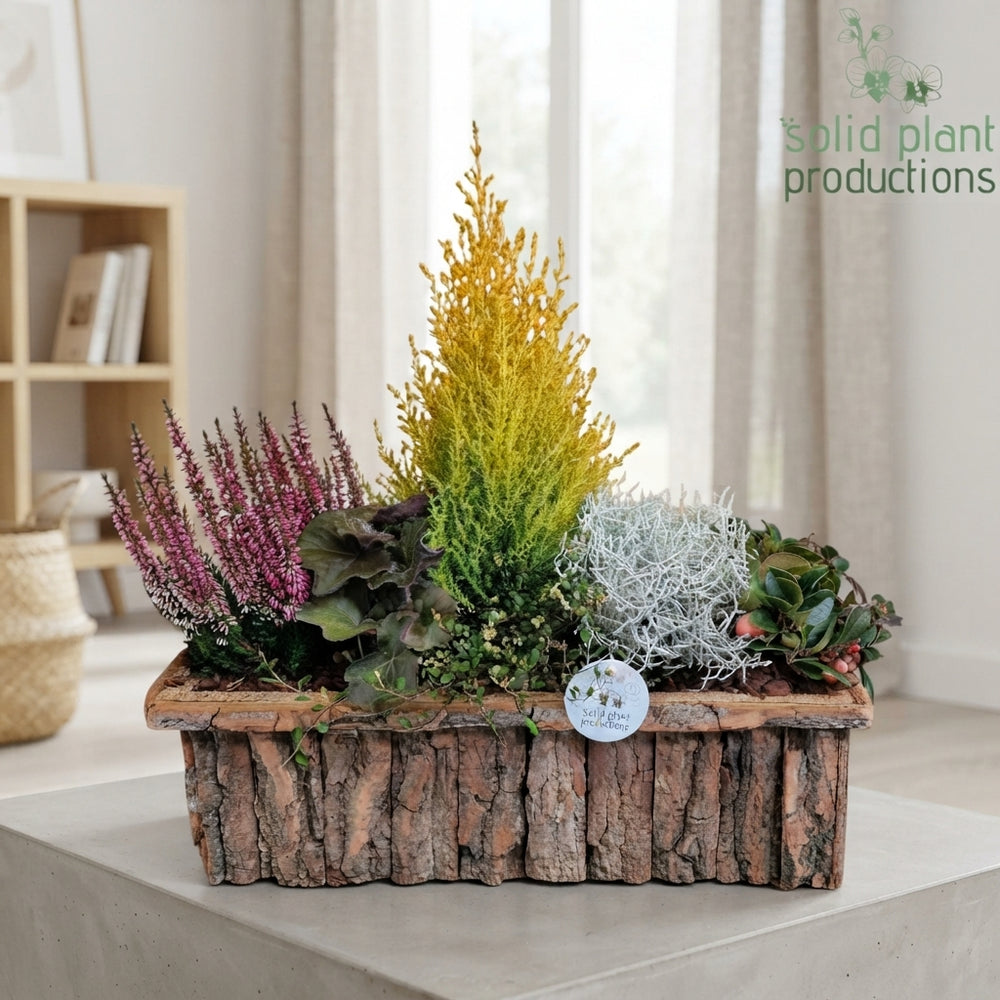 Large Oval Salim Plant Arrangement – 44cm Pot