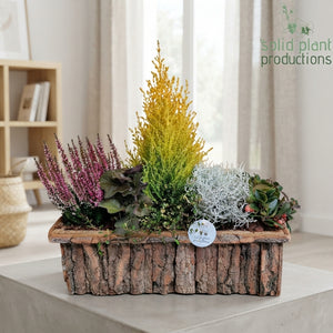 Large Oval Salim Plant Arrangement – 44cm Pot