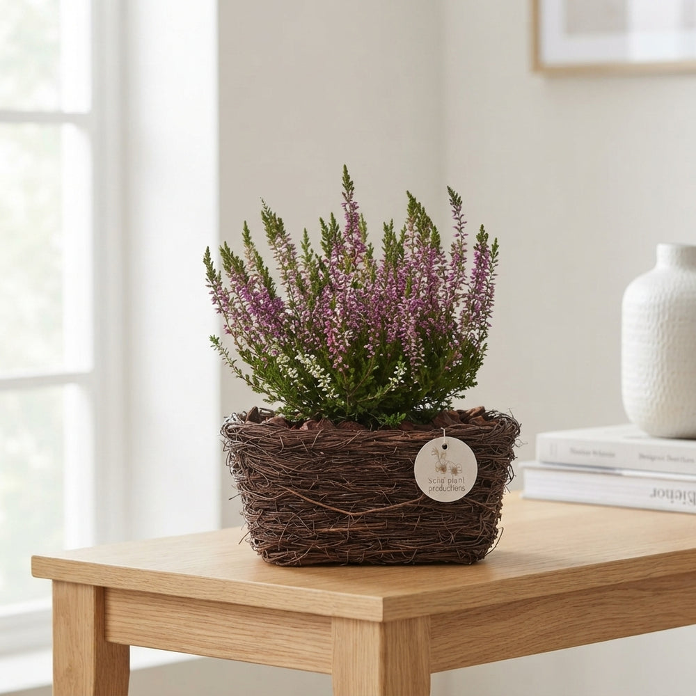 Salim Rectangular Plant Arrangement – 44cm Pot