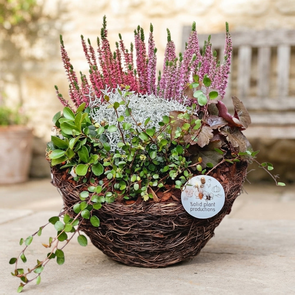 Large Salim Plant Arrangement – 29cm Pot