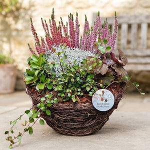 Large Salim Plant Arrangement – 29cm Pot