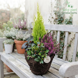 Salim Medium Plant Arrangement – 26cm Pot