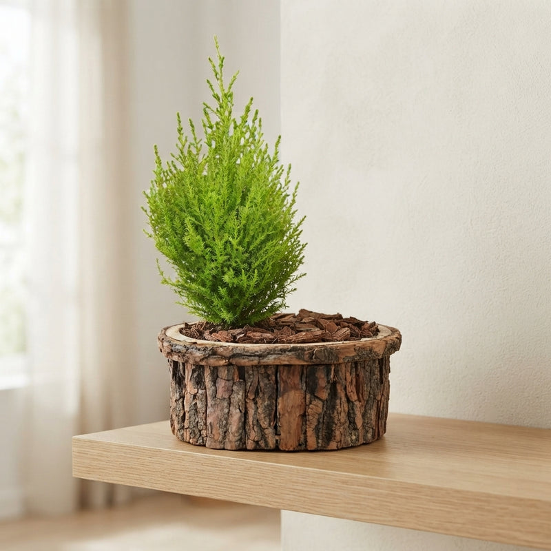 Large Brown Bark Arrangement – 26cm Pot