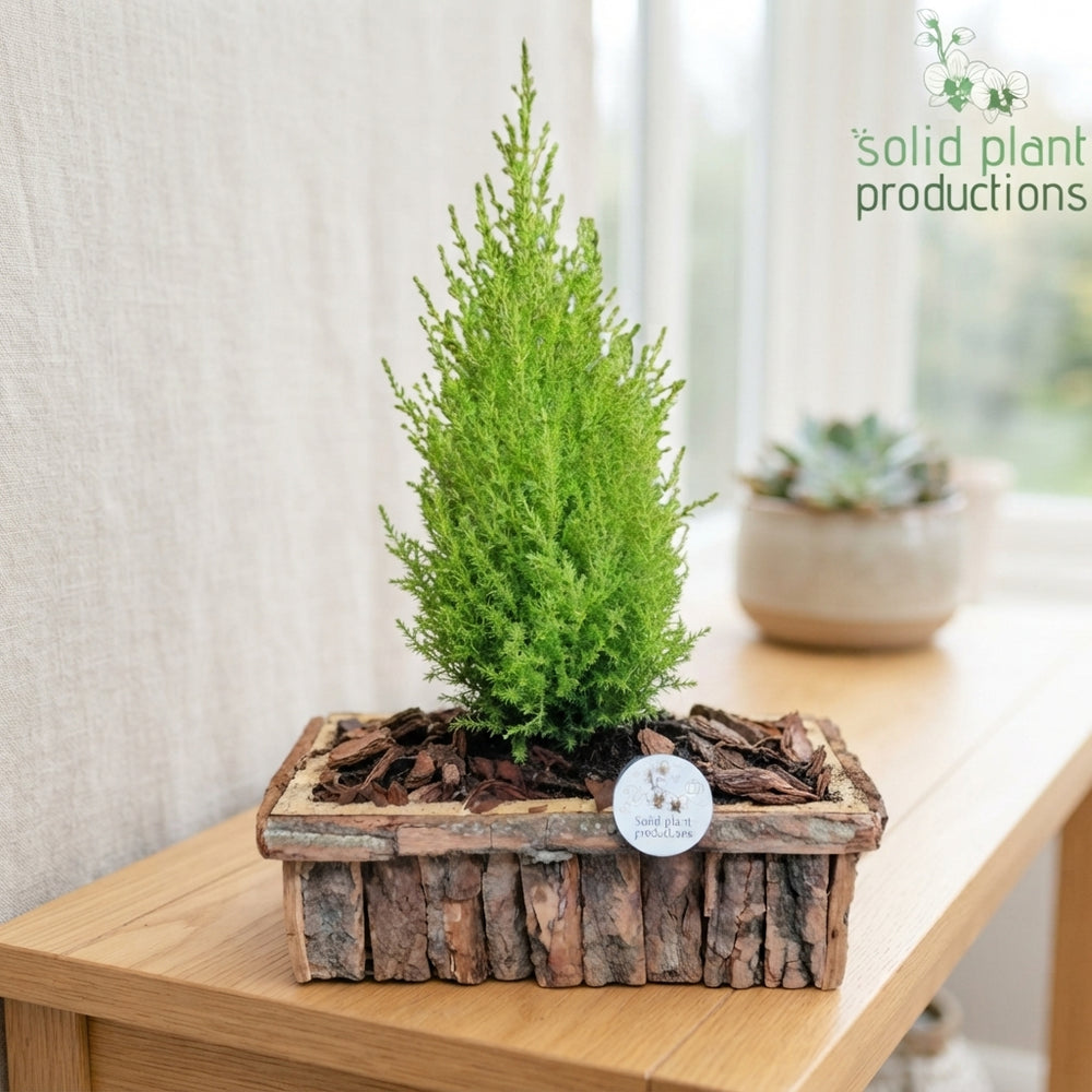Medium Brown Bark Arrangement – 34cm