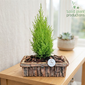 Medium Brown Bark Arrangement – 34cm