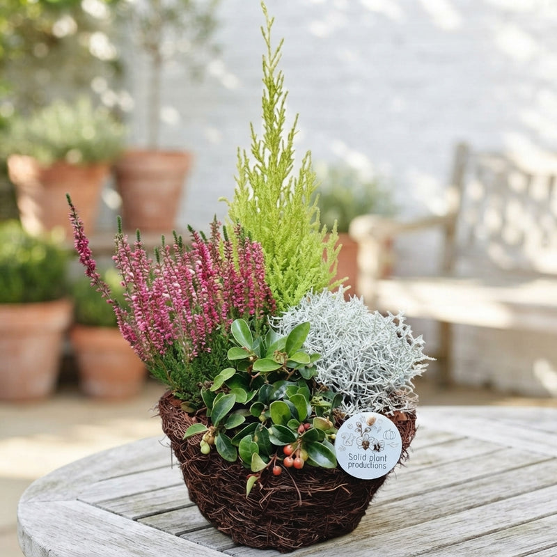 Salim Medium Decorative Plant Arrangement – 26cm Pot