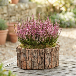 Large Oval Bark Plant Arrangement – 26cm