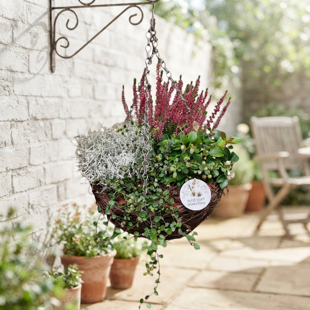 Salim Hanging Basket Arrangement – 26cm