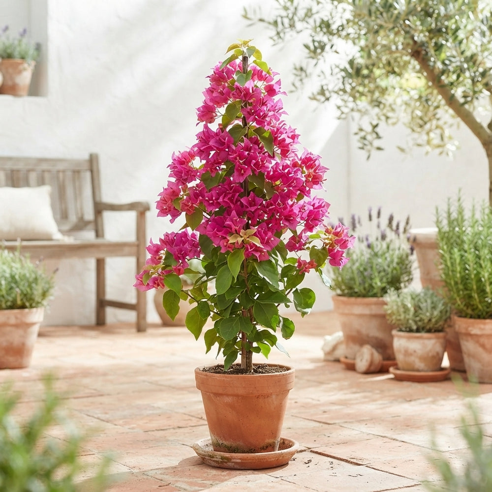 Mixed Bougainvillea Plant – 14cm Pot, 55cm High