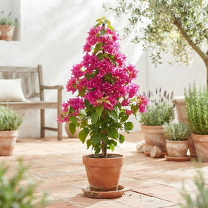 Mixed Bougainvillea Plant – 14cm Pot, 55cm High