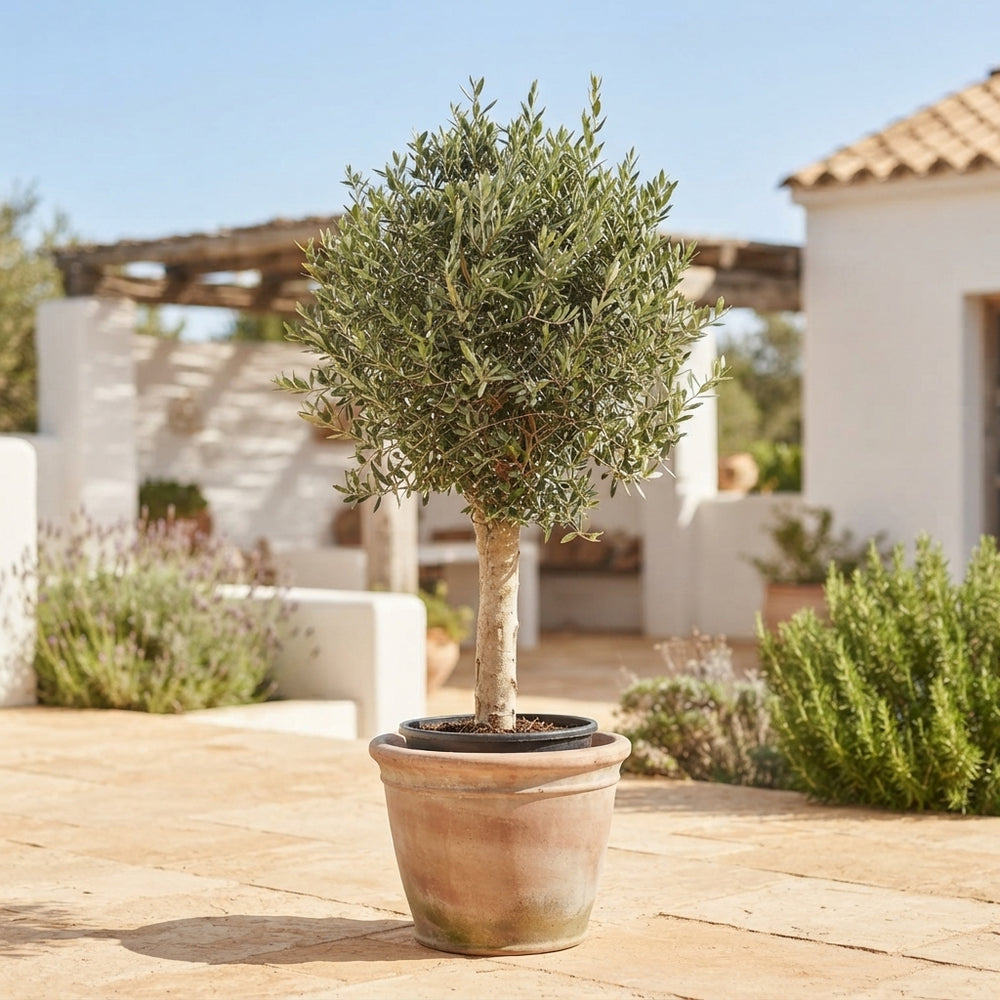 Extra-Large Olive Tree (Olea europaea) – 46cm Pot, 170cm