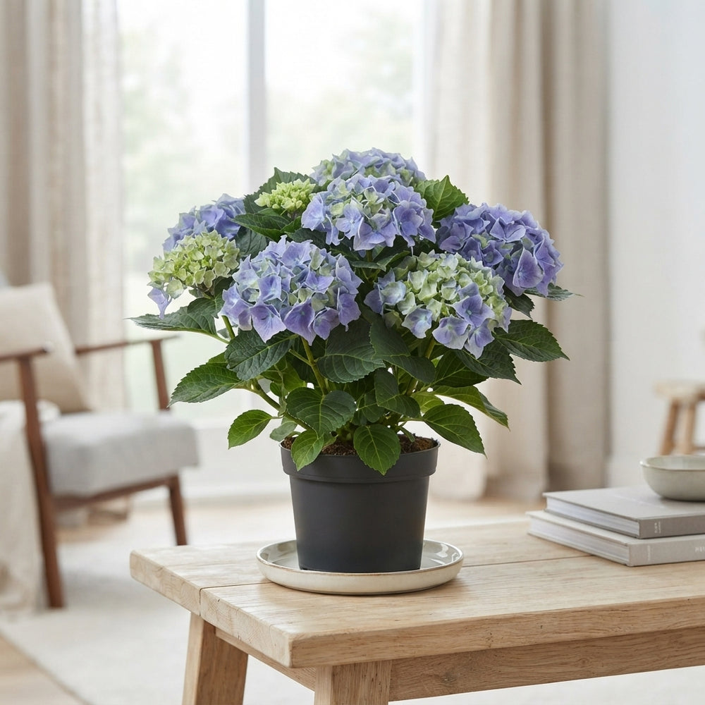 Blue Hydrangea macrophylla ‘Early Blue’ – 14cm Pot