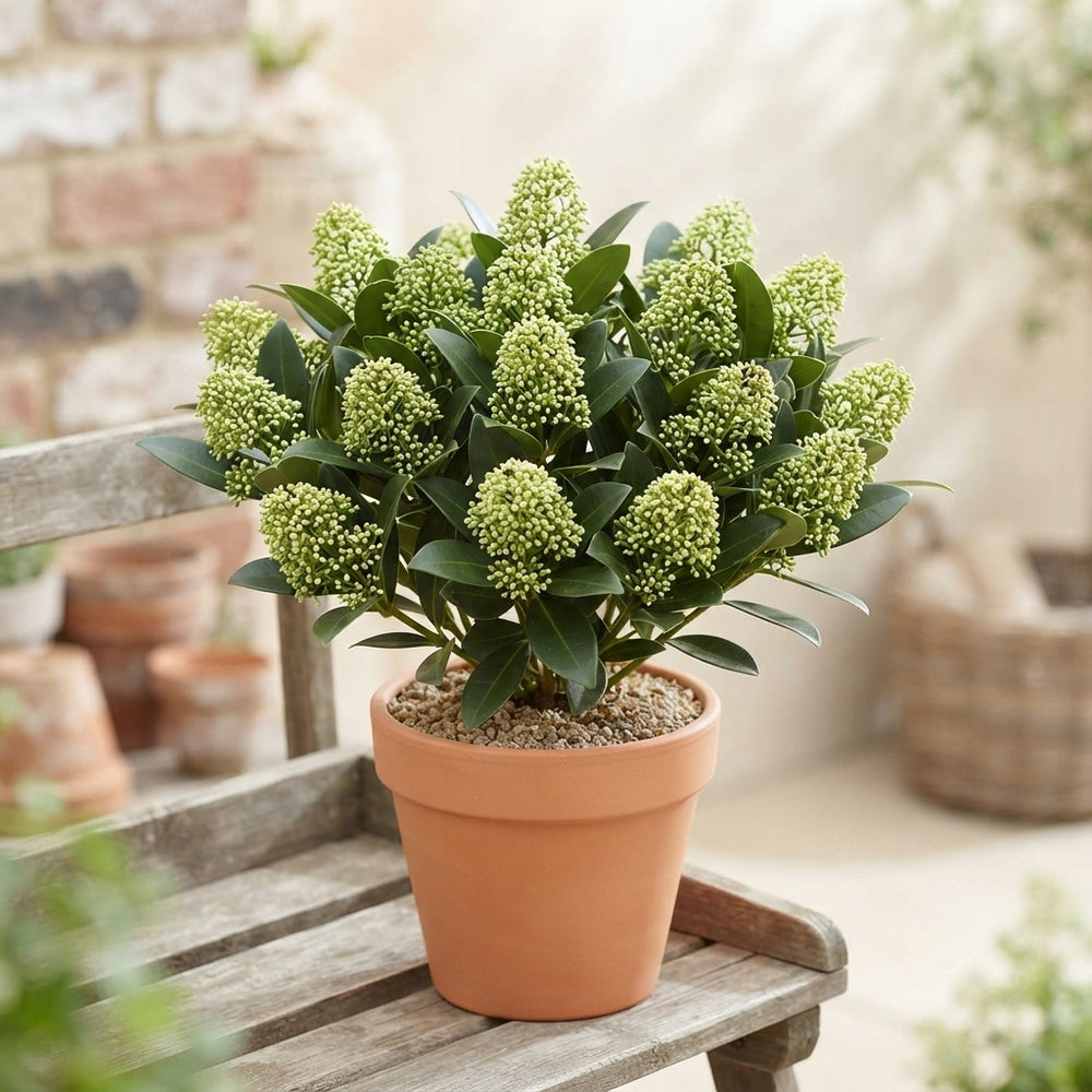 Skimmia japonica 'Double Diamond' – 13cm Pot