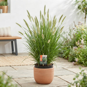 Pennisetum 'Hameln' Ornamental Grass – 26cm Pot