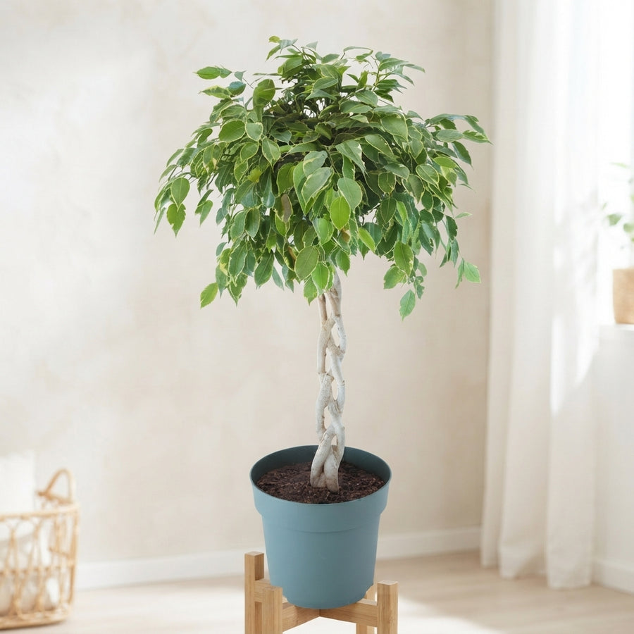 Indoor Trees