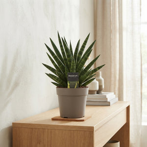 Mixed Sansevieria Houseplant – 14cm Pot, 40cm High