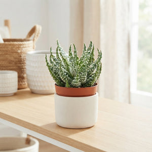 Aloe humilis ‘Shark’ – 7cm Pot