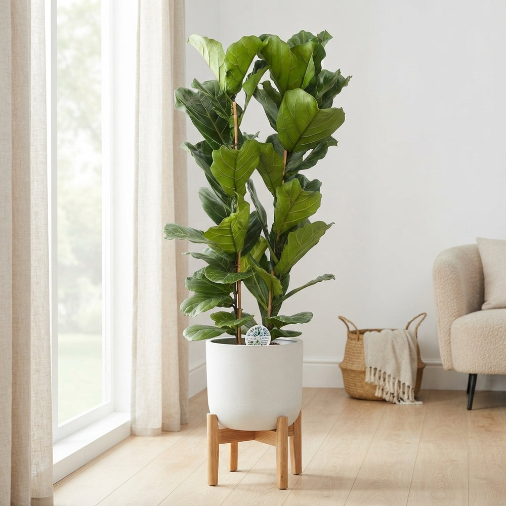 Fiddle Leaf Fig (Ficus lyrata) – 24cm Pot, 150cm