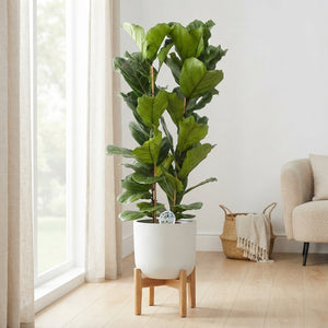 Fiddle Leaf Fig (Ficus lyrata) – 24cm Pot, 150cm