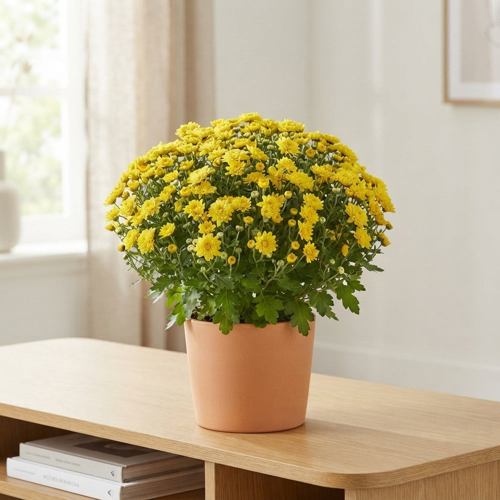 Mixed Chrysanthemum (Indicum Group) – 19cm Pot
