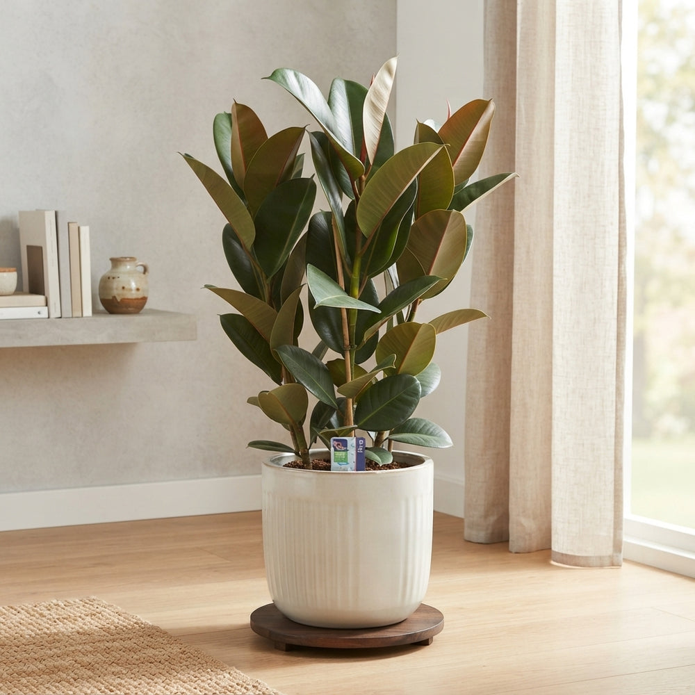 Rubber Plant (Ficus elastica) – 27cm Pot, 125cm