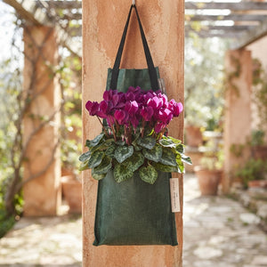 Outdoor Hanging Cyclamen – 50cm Pot
