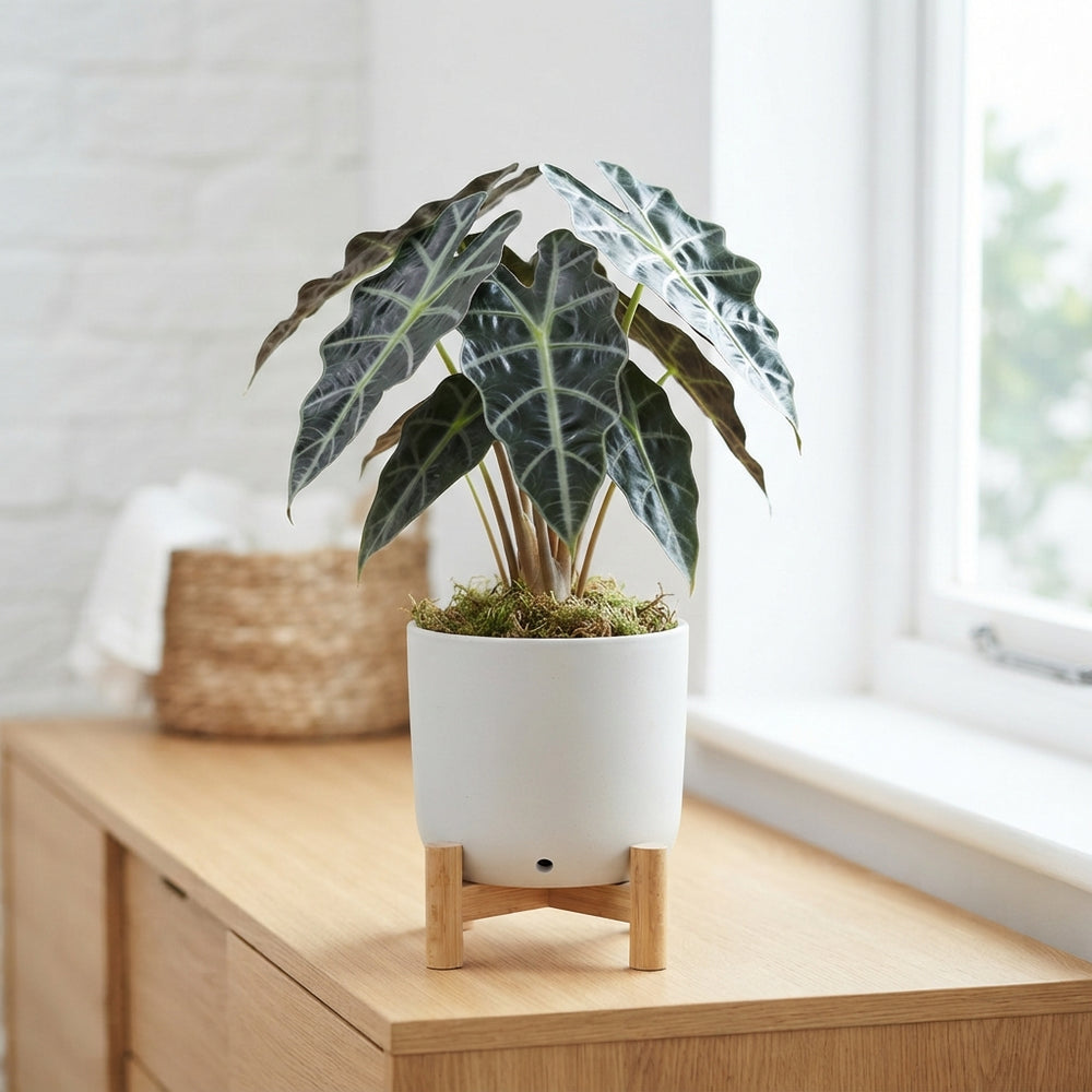 Alocasia Black – 14cm Pot, Approx. 50cm High