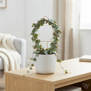 String of Hearts (Ceropegia woodii) – 11cm Pot