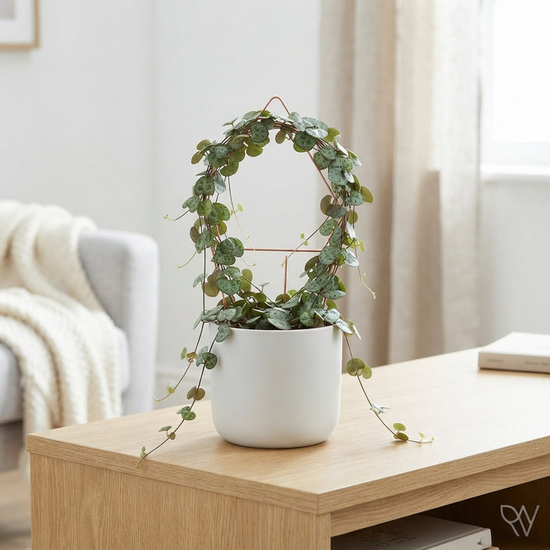 String of Hearts (Ceropegia woodii) – 11cm Pot