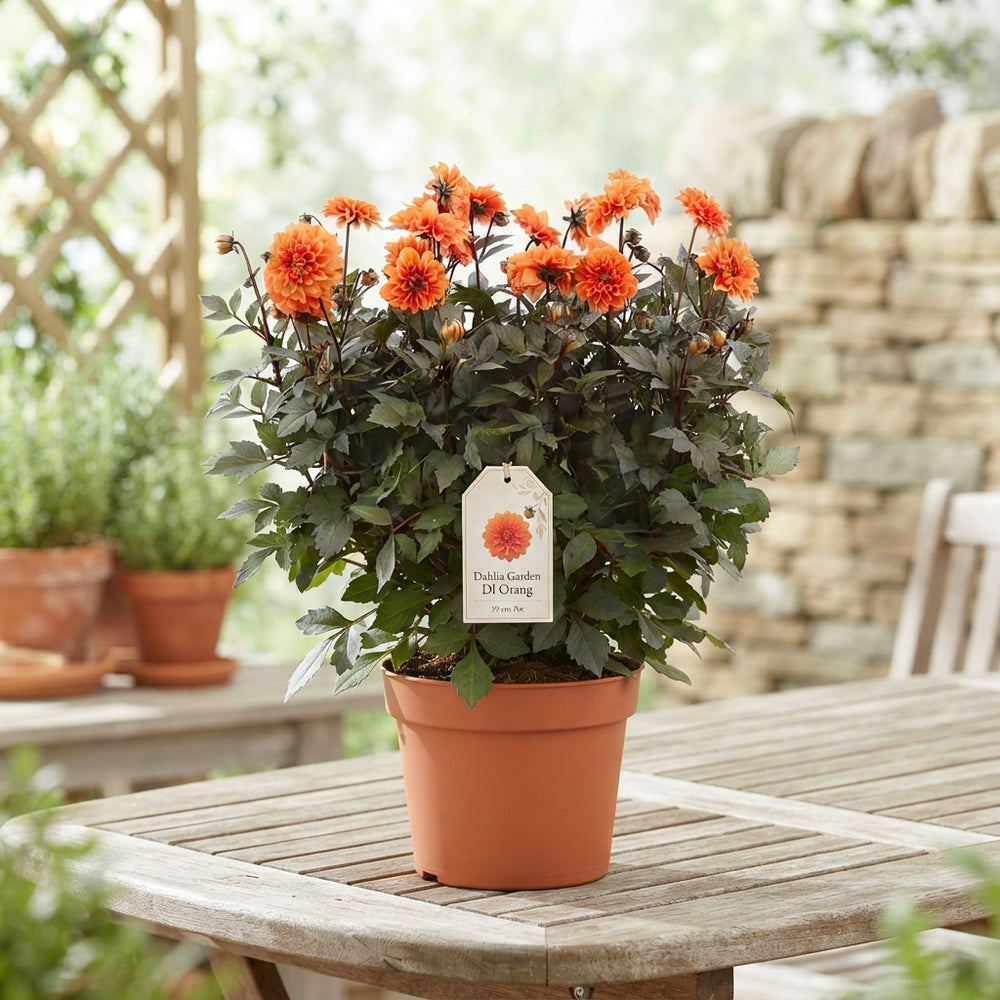 Orange Garden Dahlia – 19cm Pot, 50cm High