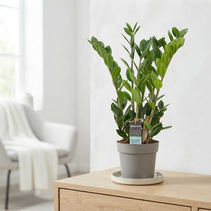 Zamioculcas zamiifolia ‘Lima’ – 10.5cm Pot