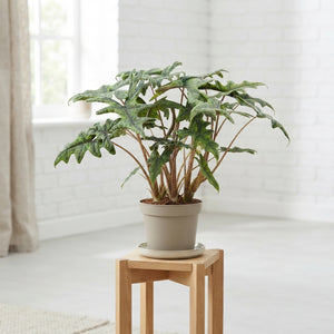 Alocasia Jacklyn – 12cm Pot, Approx. 66cm High