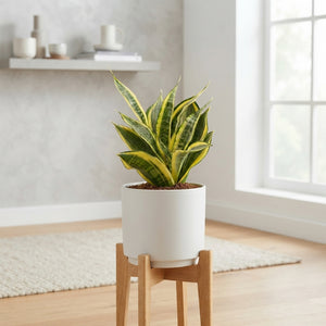Green Snake Plant (Sansevieria trifasciata) – 9cm Pot