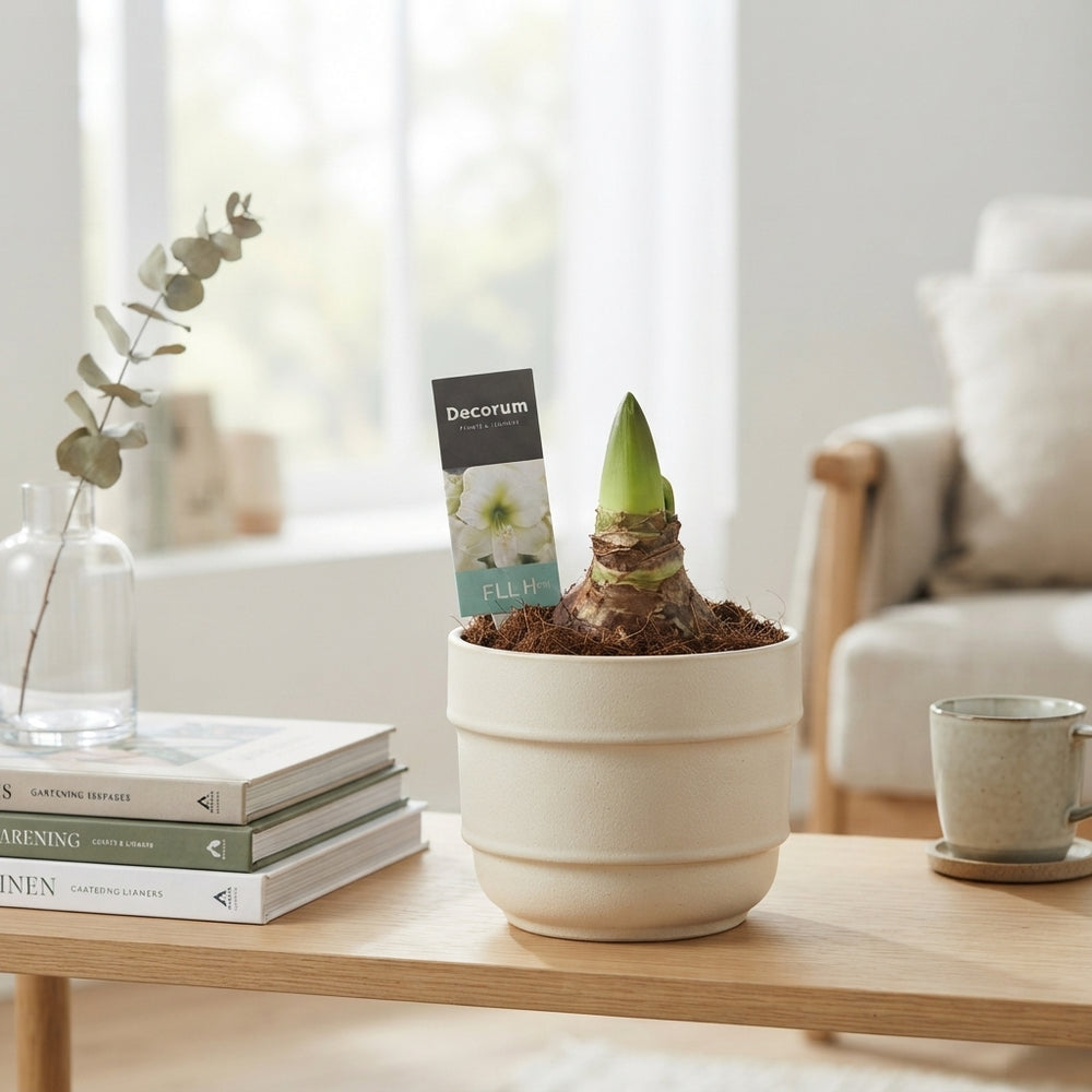 Mixed Hippeastrum (Amaryllis) – 12cm Pot