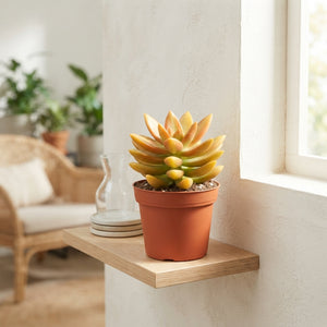 Sedum adolphii ‘Gold’ – 5.5cm Pot