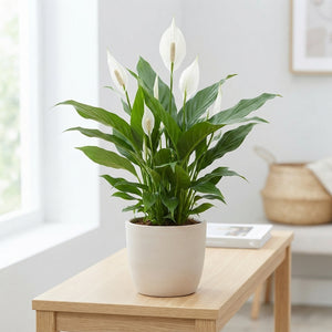 Peace Lily (Spathiphyllum) ‘Bingo Cupido’ – 17cm Pot