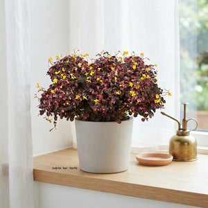 Pink Oxalis triangularis – 10cm Pot