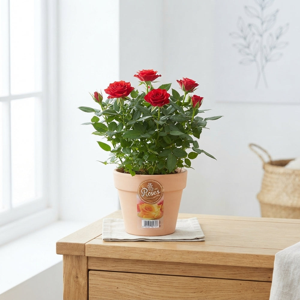 Mixed Rose Plant (Rosa) – 10.5cm Pot