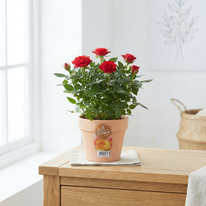 Mixed Rose Plant (Rosa) – 10.5cm Pot