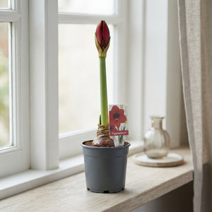 Mixed Hippeastrum Bulb Plant – 12cm Pot