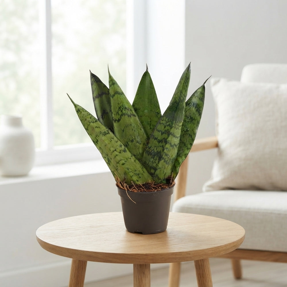 Sansevieria Zeylanica Fan – 6cm Pot