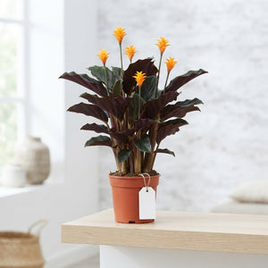 Orange Calathea Crocata – 14cm Pot, 55cm High