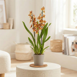 Colmanara Orchid – 12cm Pot, 80cm Tall