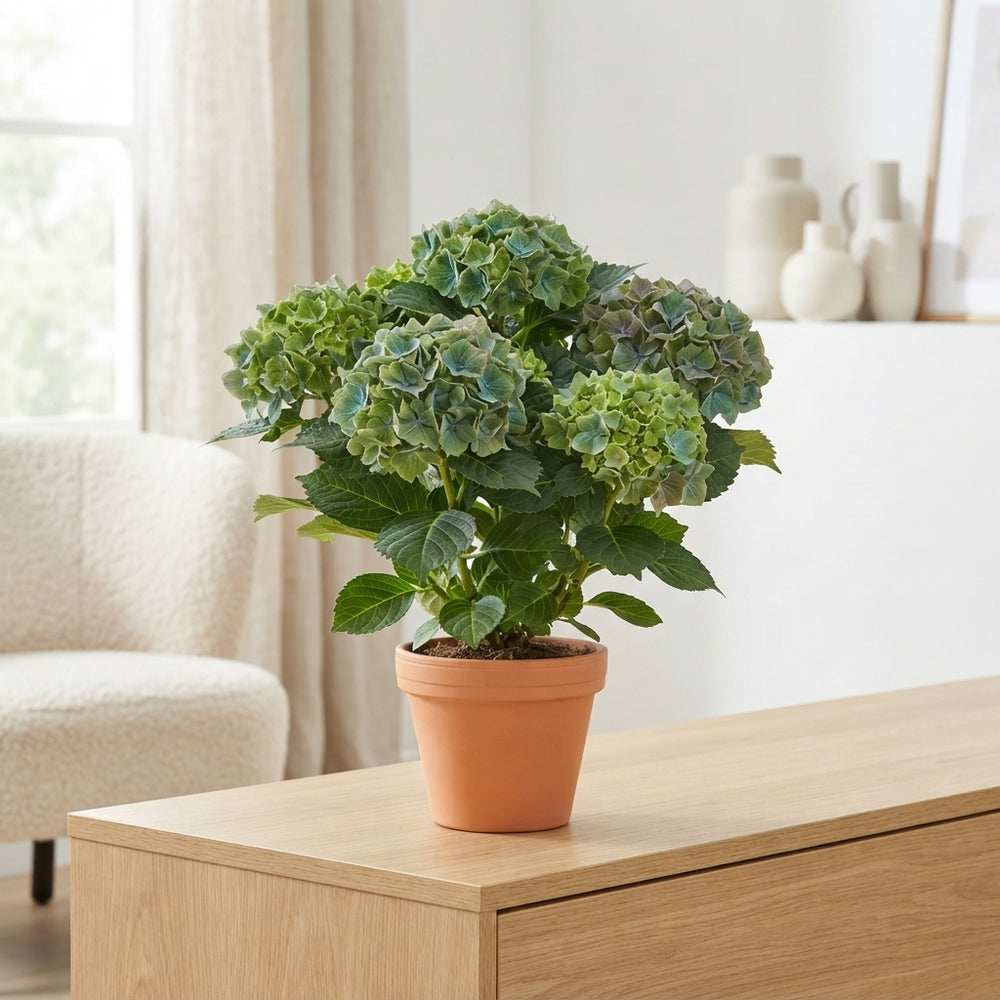 Blue-Green Hydrangea macrophylla – 14cm Pot