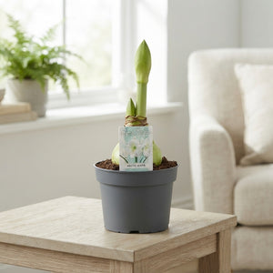 White Hippeastrum (Amaryllis) – 14cm Pot