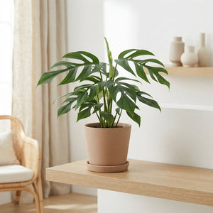 Ctenanthe Burle Marx Flame – 12cm Pot