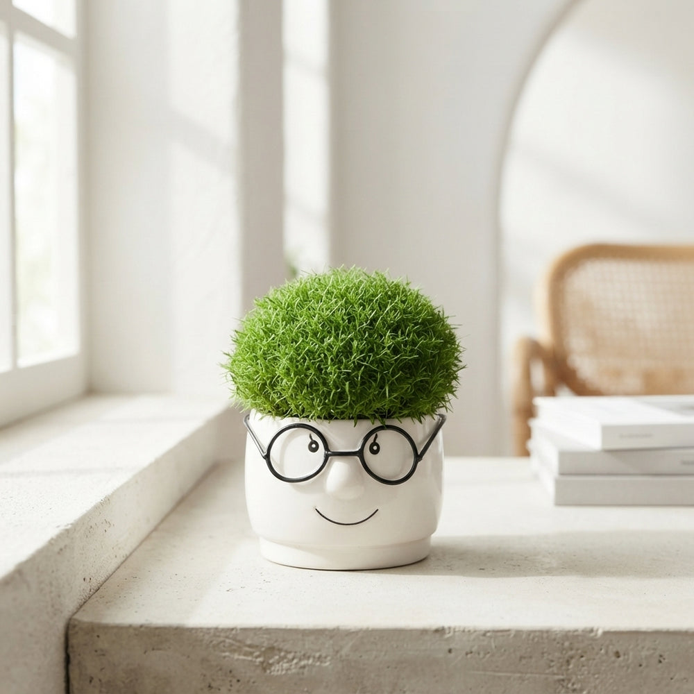 Sagina Big Brille Smile – 9cm Pot