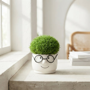 Sagina Big Brille Smile – 9cm Pot