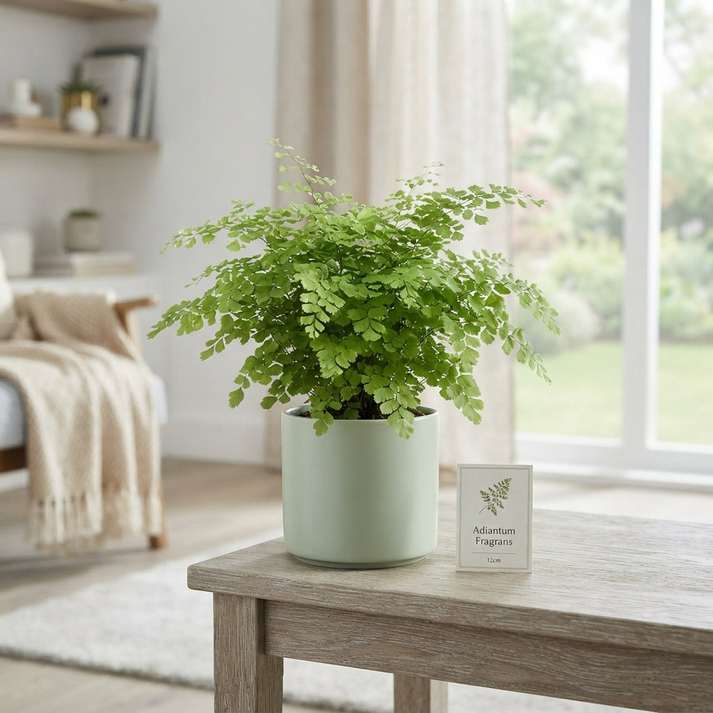 Adiantum Fragrans Maidenhair Fern – 12cm Pot